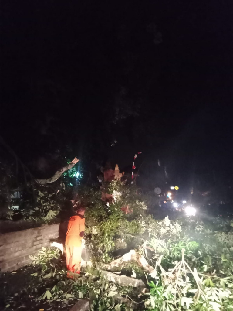 Pohon Tumbang di Jalan Janger, Banjar Kedampal, Desa Dauh Yeh Cani, Kecamatan Abiansemal Tanggal 01 Maret 2024